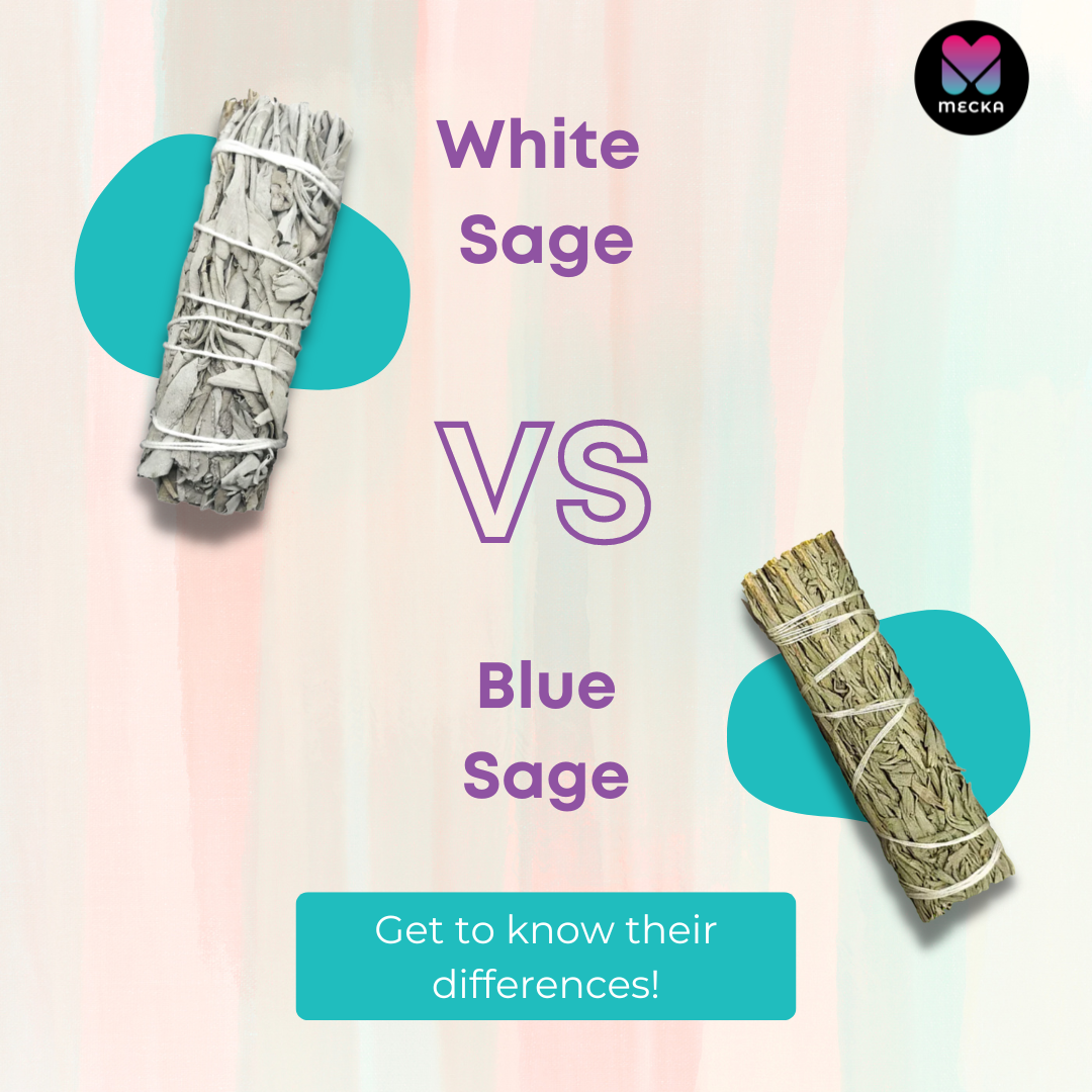 white-sage-vs-blue-sage-the-mecka