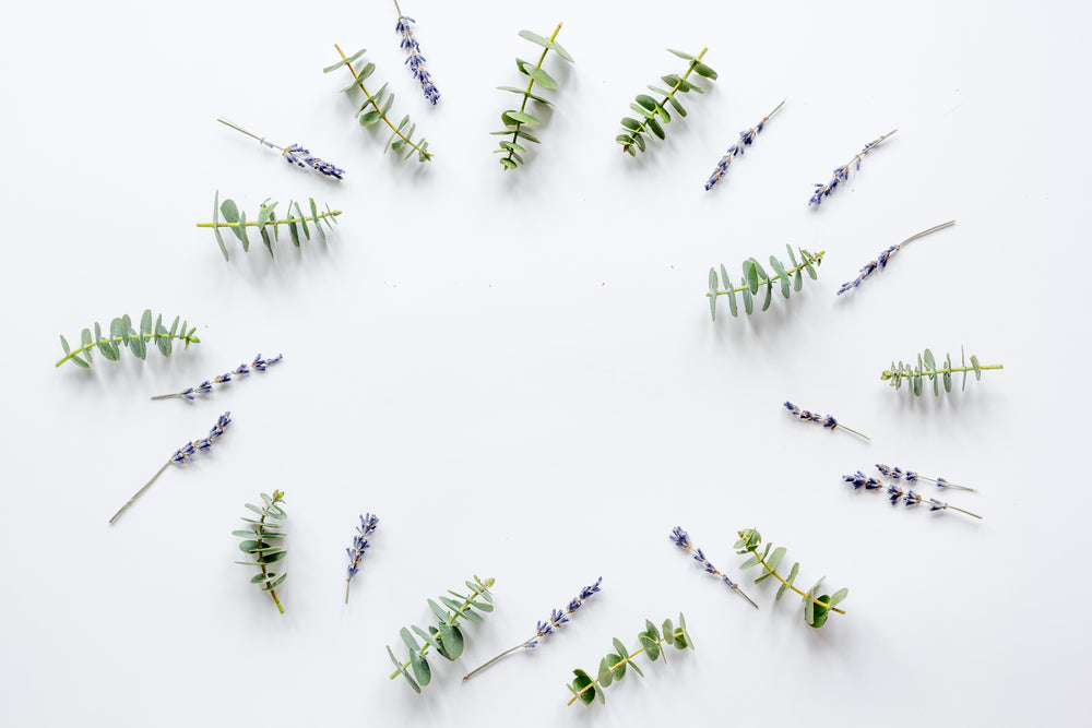 Here’s Why You Should Add Eucalyptus and Lavender to Your Daily Regimen